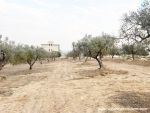 Vente terrain hibou hammametnord