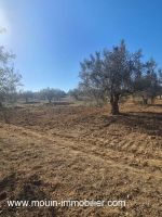 Terrain hirondelle i sidi hammed