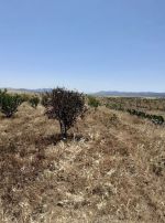Av terrain 6500m titre bleu à hammamet