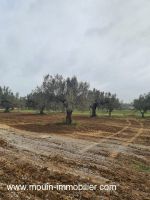 Terrain gino av i à hammamet