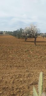 Terrain dima hammamet