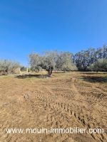 Terrain louma av à latrach birbouregba i ii