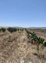 Av terrain agricole de 6500m à latrech hammamet