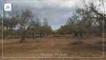 Terrain a sidi hamed 3 klm de barket sahel