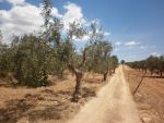 Terrain a 10 min de hammamet sidi hamed