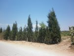 Terrain agricole 7000m borj hfaidh