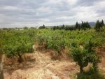 A ne pas rater terrain 3500 m a borj hfaidh hammamet