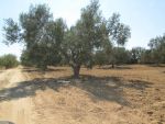Av terrain 994m 10min à hammamet sud
