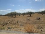 Av terrain 1000m dwikhla hammamet