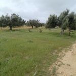 Av terrain 290m à 32md à hammamet sud