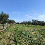 Av terrain 1680m avec oliviers à hammamet sud