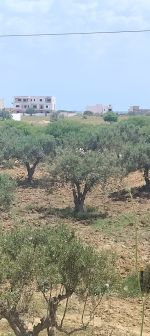 Av terrain 260 m 65 md