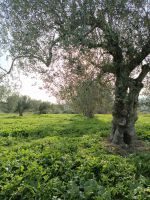 A vendre terrain 4500m à hammamet sud