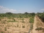Av terrain agricole 7000m borj hfaidh hammamet