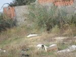 Av terrain avec beau emplacement à hammamet nord