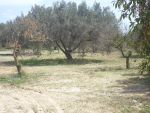 Av 5 lots de terrain à mrezga hammamet