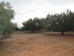 Terrain 300m a kharrouba