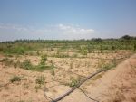 Av terrain agricole 7000m borj hfaidh hammamet campagne