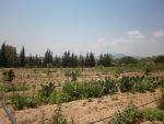 Av terrain agricole 7000m borj hfaidh sur la route directement