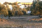 Av terrain enface hammamet yassmin
