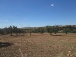 Av 10 hectares à hatouz direction zaghouan