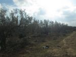 Terrain 1893m à la compagne et à 10 min de hammamet