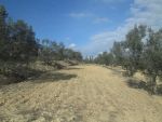 Av terrain à la campagne de hammamet 5000m