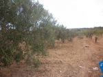 Av terrain 1000m a 15min de hammamet