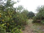 Av sénia avec des arbres fruitées à hammamet