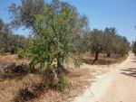 Terrain 200 m a 5 min de hammamet