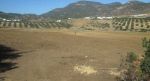 4 hectares à mziraa 10min de hammamet sud