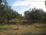 A 10min de hammamet sud av terrain 15000m