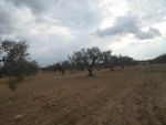 Offre en or 4 hectares à yassmine hammamet