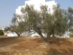 Av terrain lotier viabiliser titre individuel à hammamet