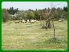 Terrain 4000m²