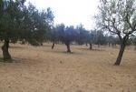 Terrain de 3300 m²+