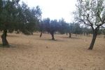 A vendre terrain agricole a hammamet
