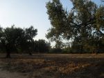 Av terrain au niveau de duikhla