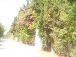 Av un lot de terrain à hammamet nord