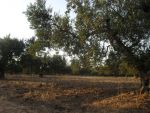 Av un terrain de 3000 mètres à hammamet