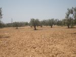 Av terrain 5hectar dans un petit village a 10min de bouficha