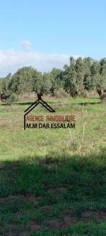 Terrain agricole bien équipé à kerkouane