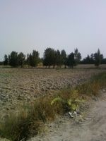 Terrain agricole au route nationale de bizerte