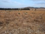 À vendre : terrain agricole de 2 hectares avec façade de 100 m su