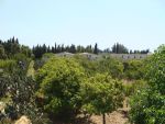 A vendre terrain agricole  à bouhammed nabeul dans un très bon emplacement et à un prix exceptionnel