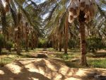 Palmeraie et terrain nu