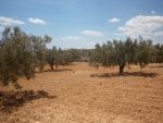 Av terrain 1200m a 10 min de hammamet sidi hamed