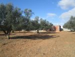 Terrain 300m à l’entré de sidi hamed a ne pas rater