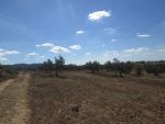Av terrain agricole 10 hectares hatouz