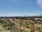 Agricol hatous mango hammamet